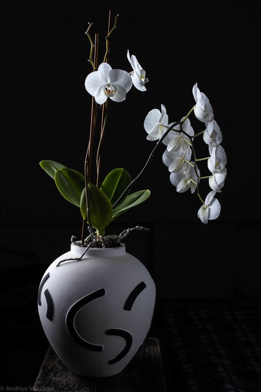 Фаленопсис в вазе фото превью