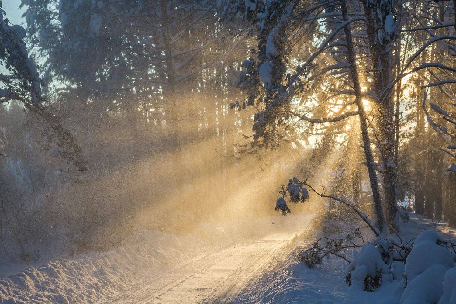январь лес снег свет, Дмитрий Алексеев