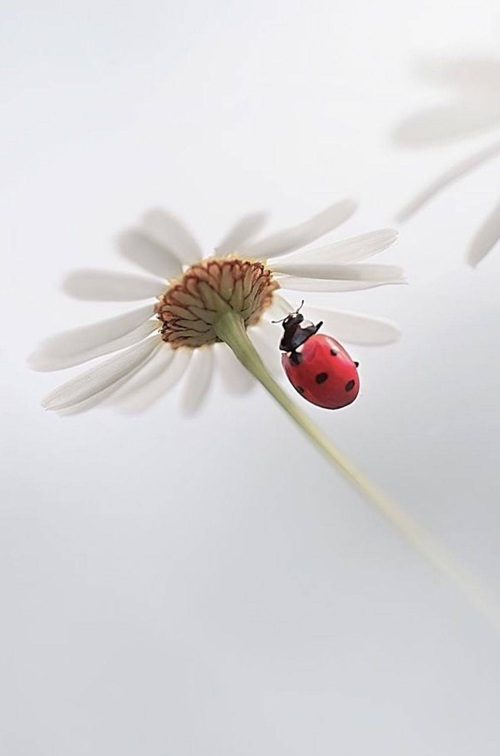 божья коровка, макрофотографии, , макро, ромашка, Полина Васеева