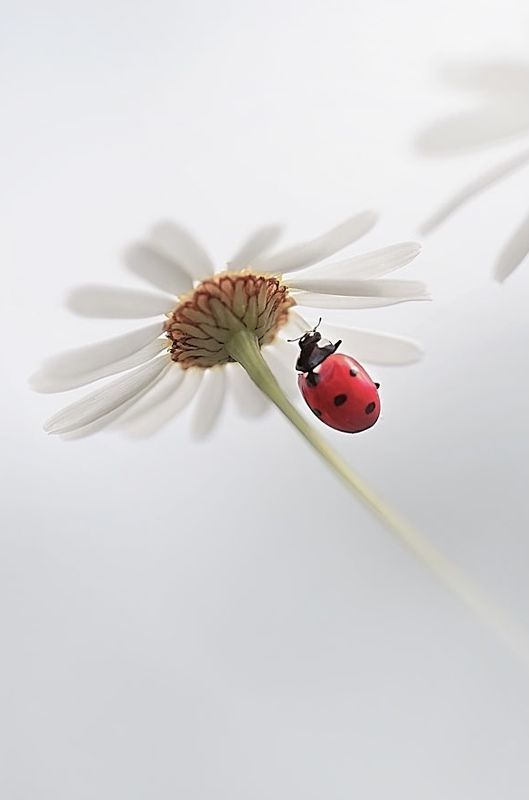 божья коровка, макрофотографии, , макро, ромашка Lady Коровка фото превью