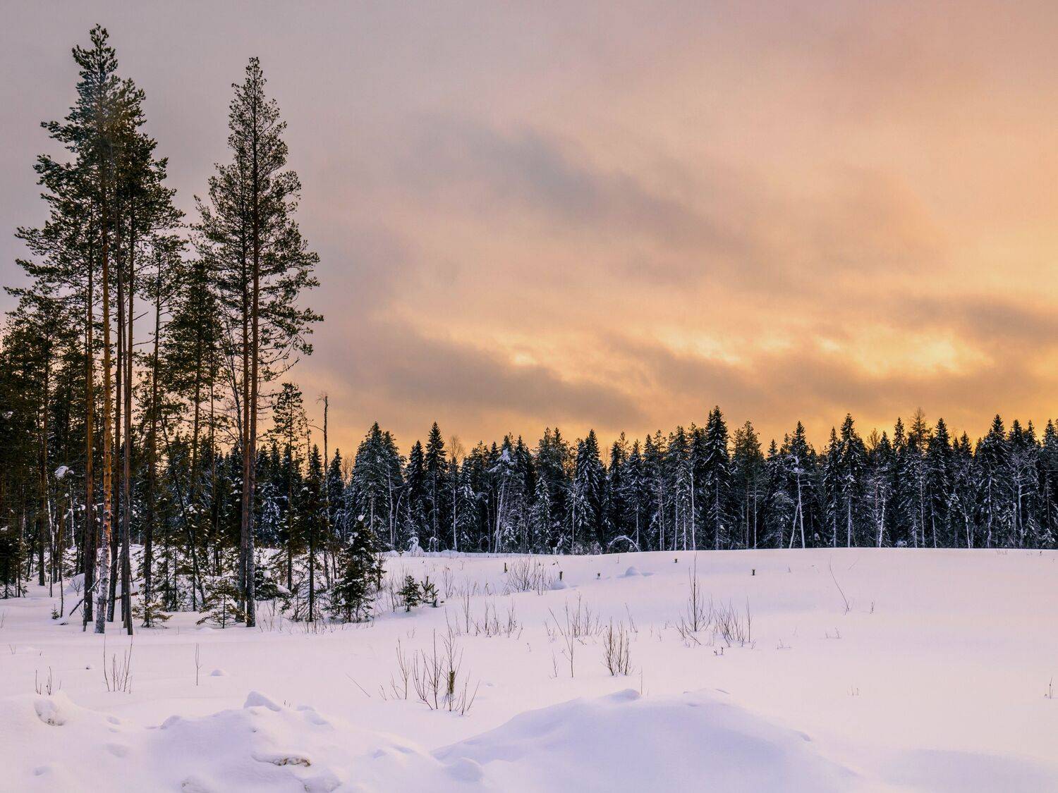зима, утро, мороз, лес, снег, восход, небо, север, природа, пейзаж, деревья, Титов Александр