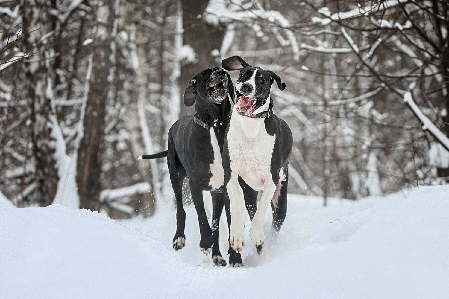 , Андрей Ершов