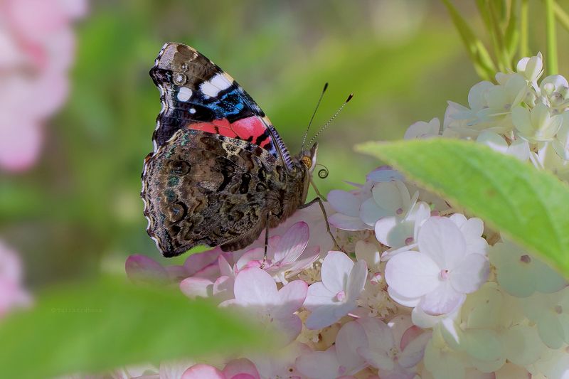 бабочка, адмирал, гортензии Адмирал фото превью