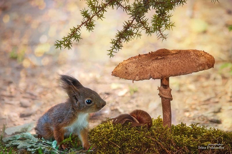 постановочное фото, дикие животные, природа, грызуны, белки, бельчонок, улитка Мой надежный зонтик фото превью
