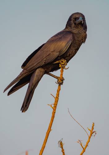 Raven