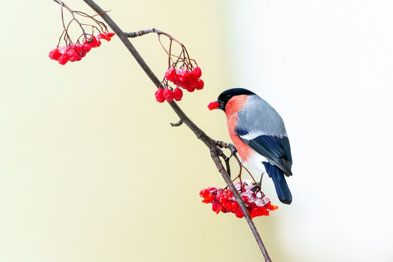 птицы, снегирь, зима, рябина Снегирь на рябине фото превью