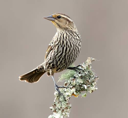 Red-winged Blackbird Female -Красноплечий чёрный трупиал. cамка