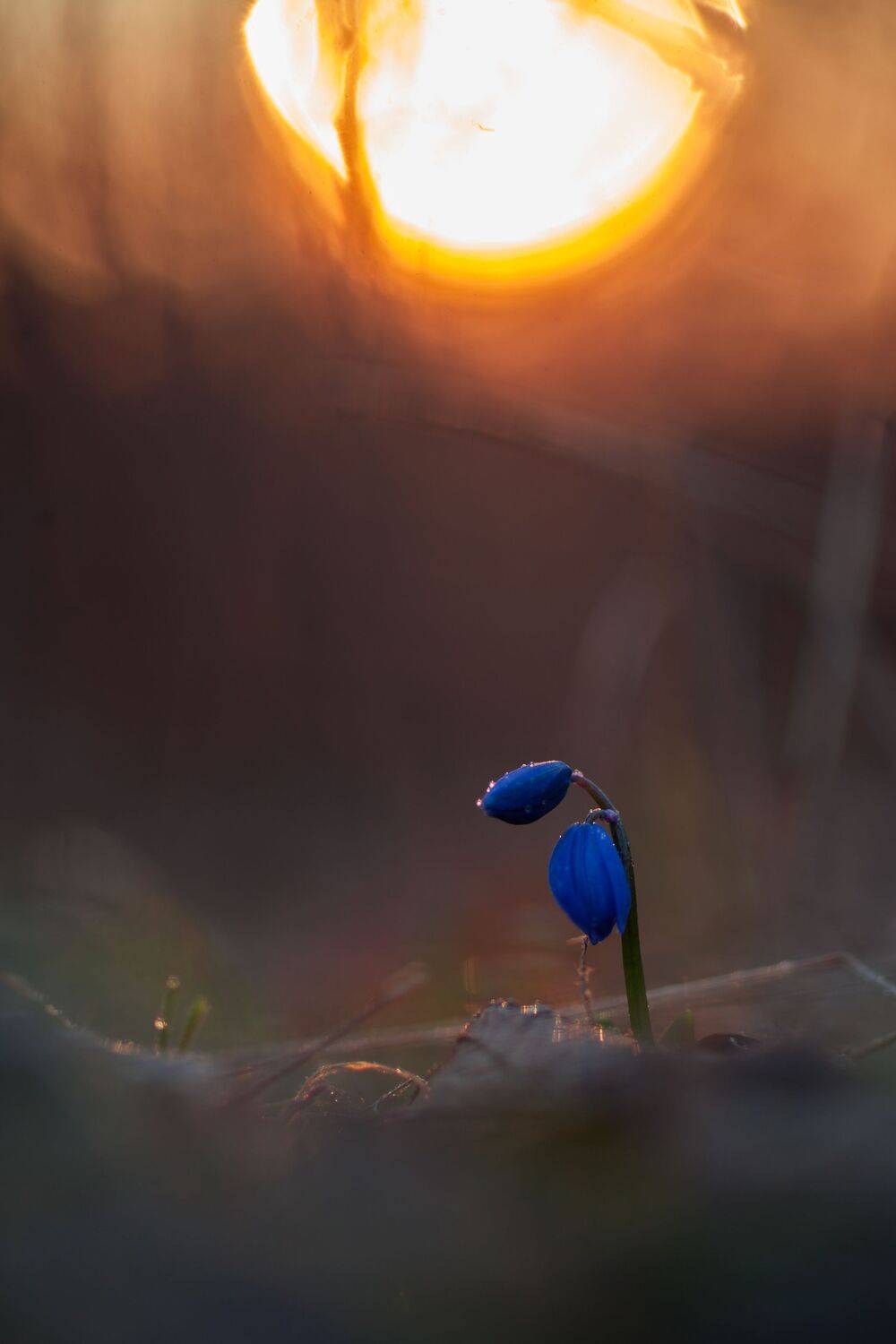 , Викулов Николай