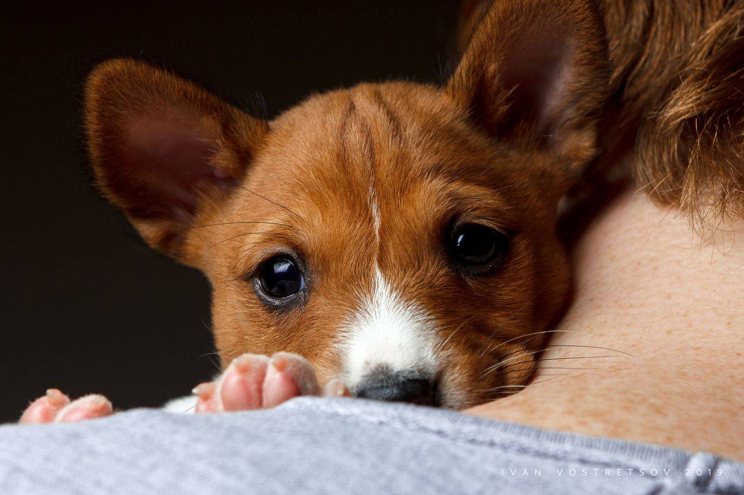 басенджи, щенок, собака, животные, рыжая, рыжие, pets, basenji, dogs, dog, puppy, Иван Вострецов