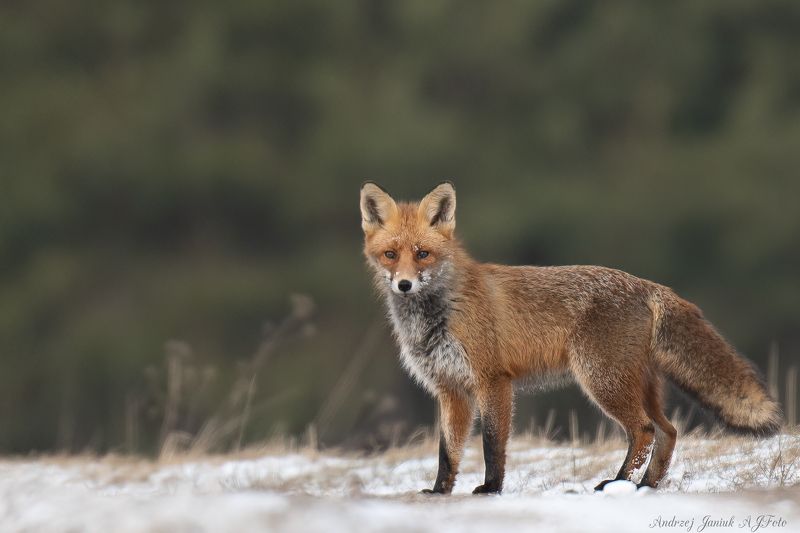 lis фото превью