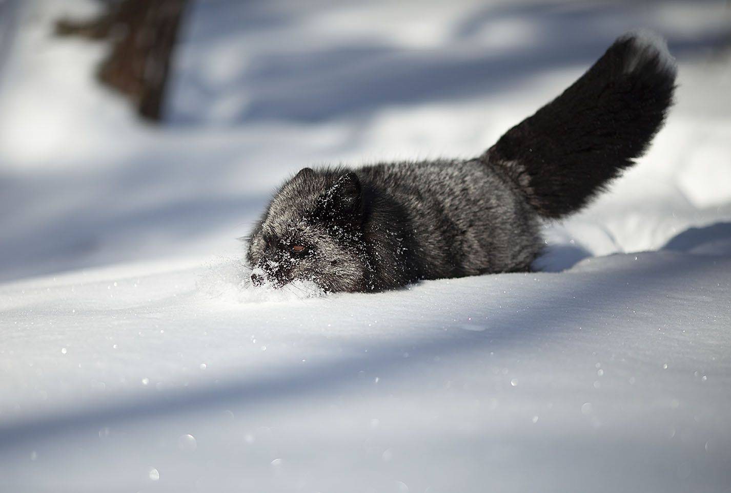 лиса,чернобурая,красотка, охота, зима,красота,природа, fox, black, hunting,beautiful, winter, nature, Юлия Стукалова