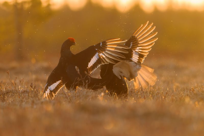 Косачи. фото превью
