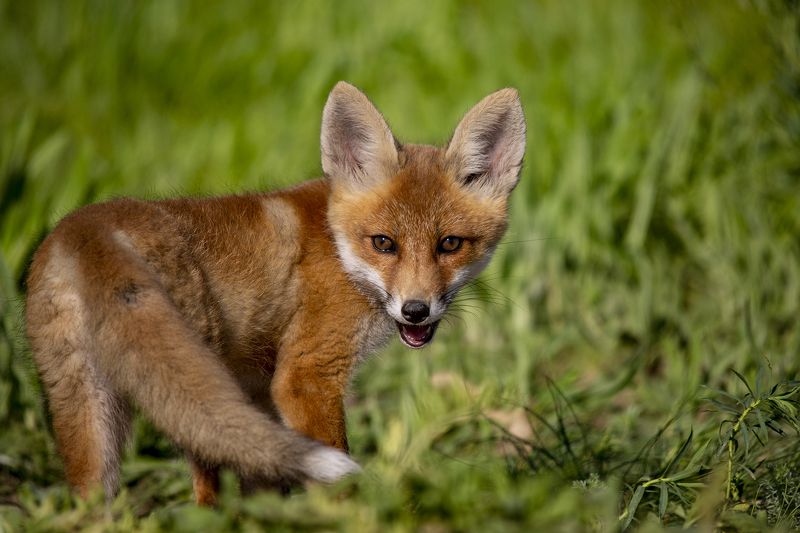 *** фото превью