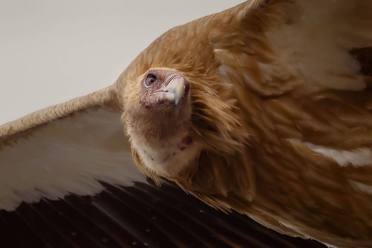 高山兀鹫, Liu YuDong