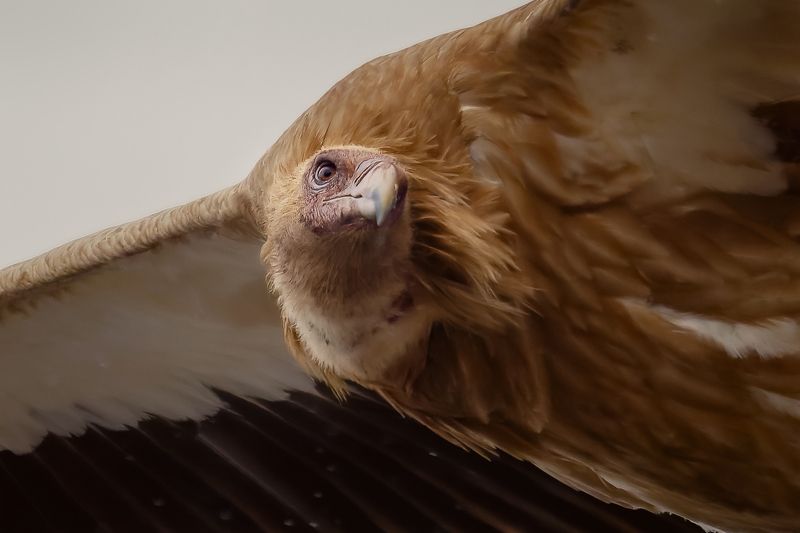 高山兀鹫 高山兀鹫 фото превью