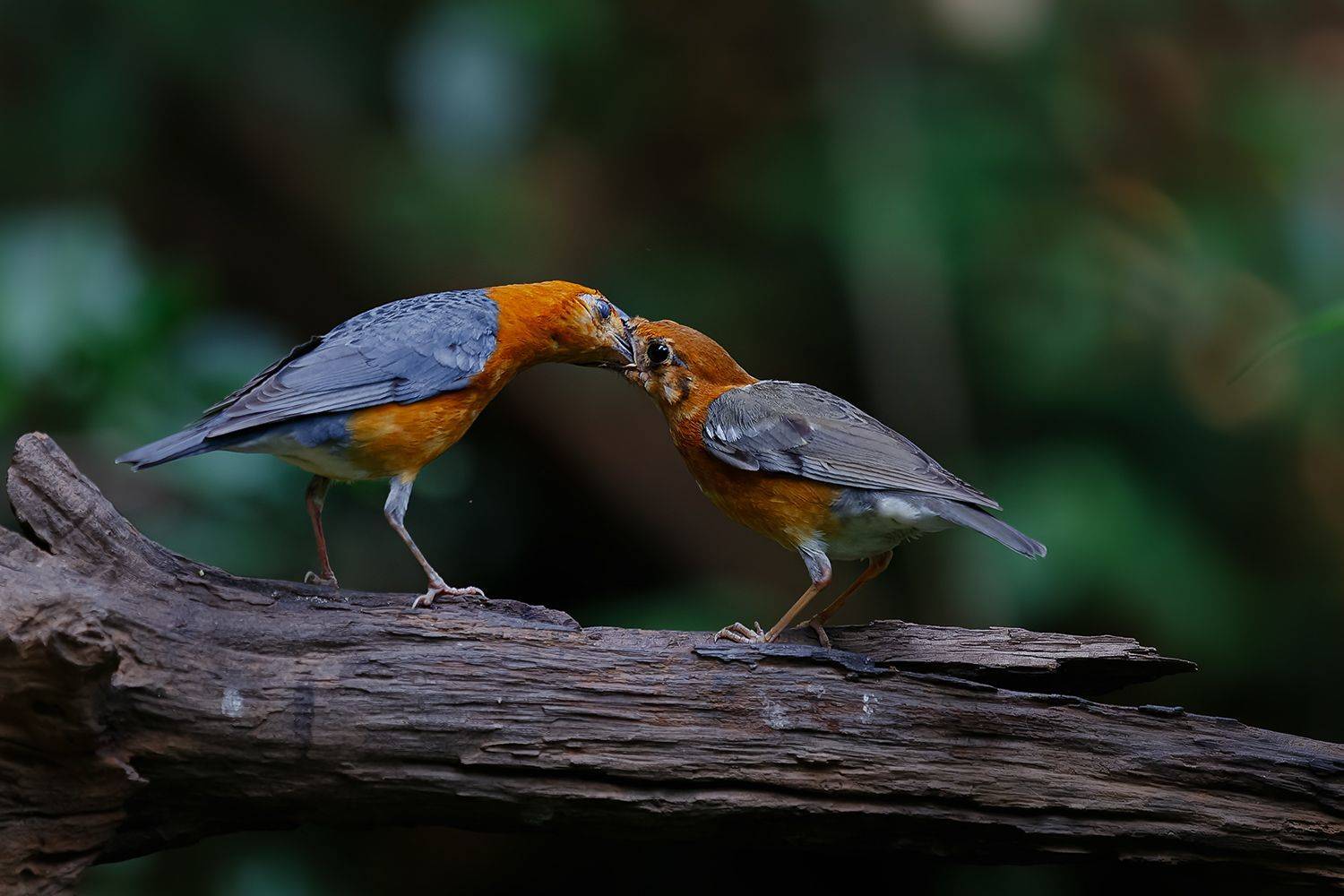 中国_橙头地鸫（&nbsp;&nbsp;китай&nbsp;&nbsp;рыжий дрозд&nbsp;&nbsp;）, Liu YuDong