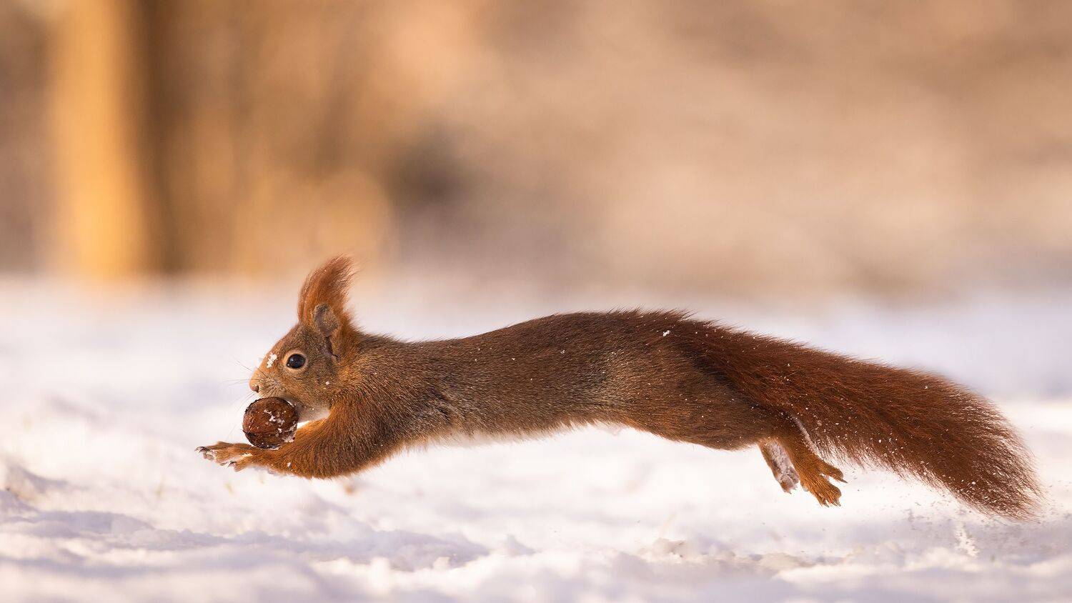 Squirrel in winter. Автор: Robert Adamec , Robert Adamec