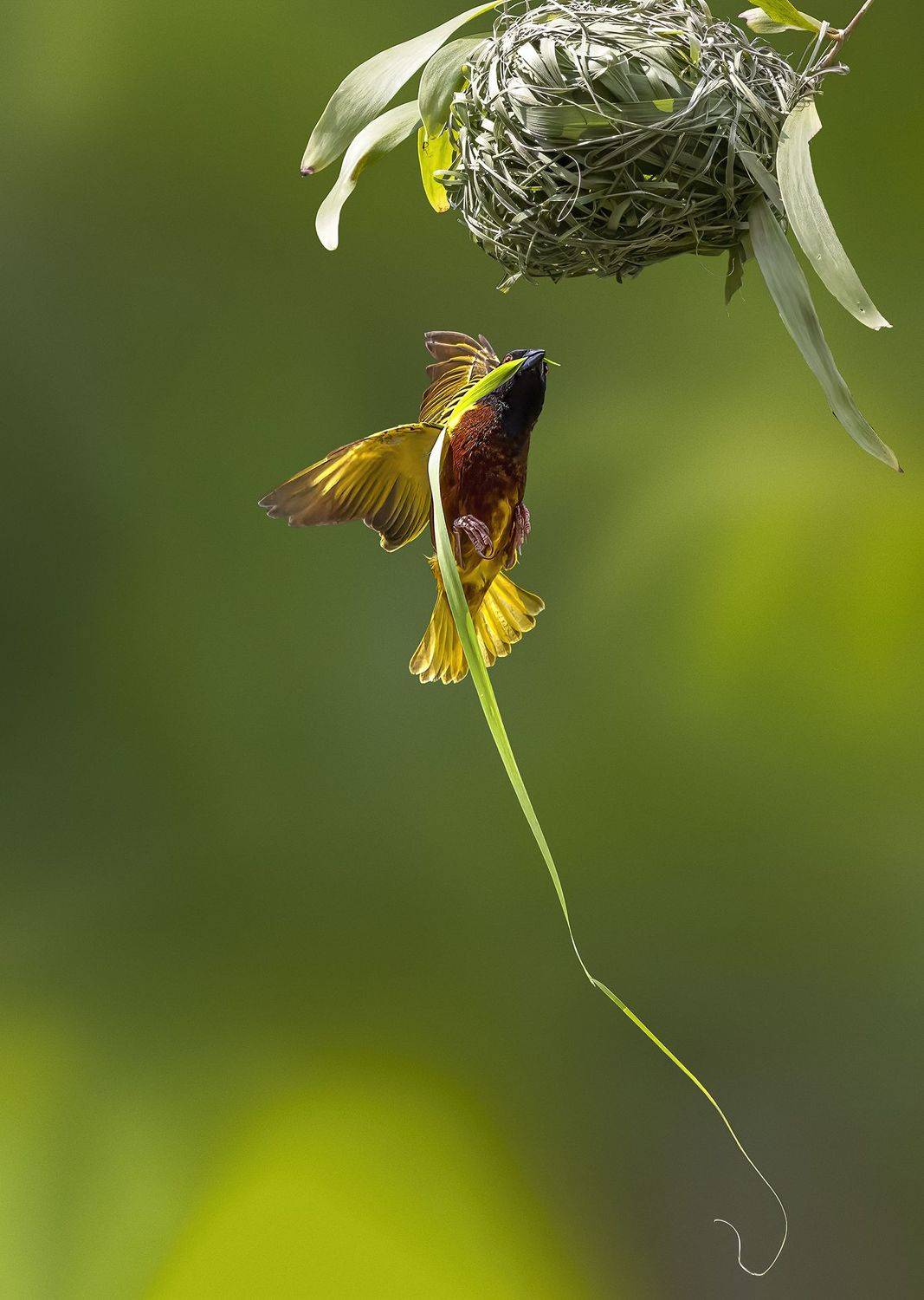 Wildlife, bird, Malkoha, Bird with prey, outdoor, nature, bird photography, colorful, BIF, Bird in Fly, Action, Motion, PARTHA ROY