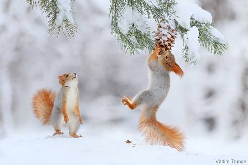 Белки и шишка