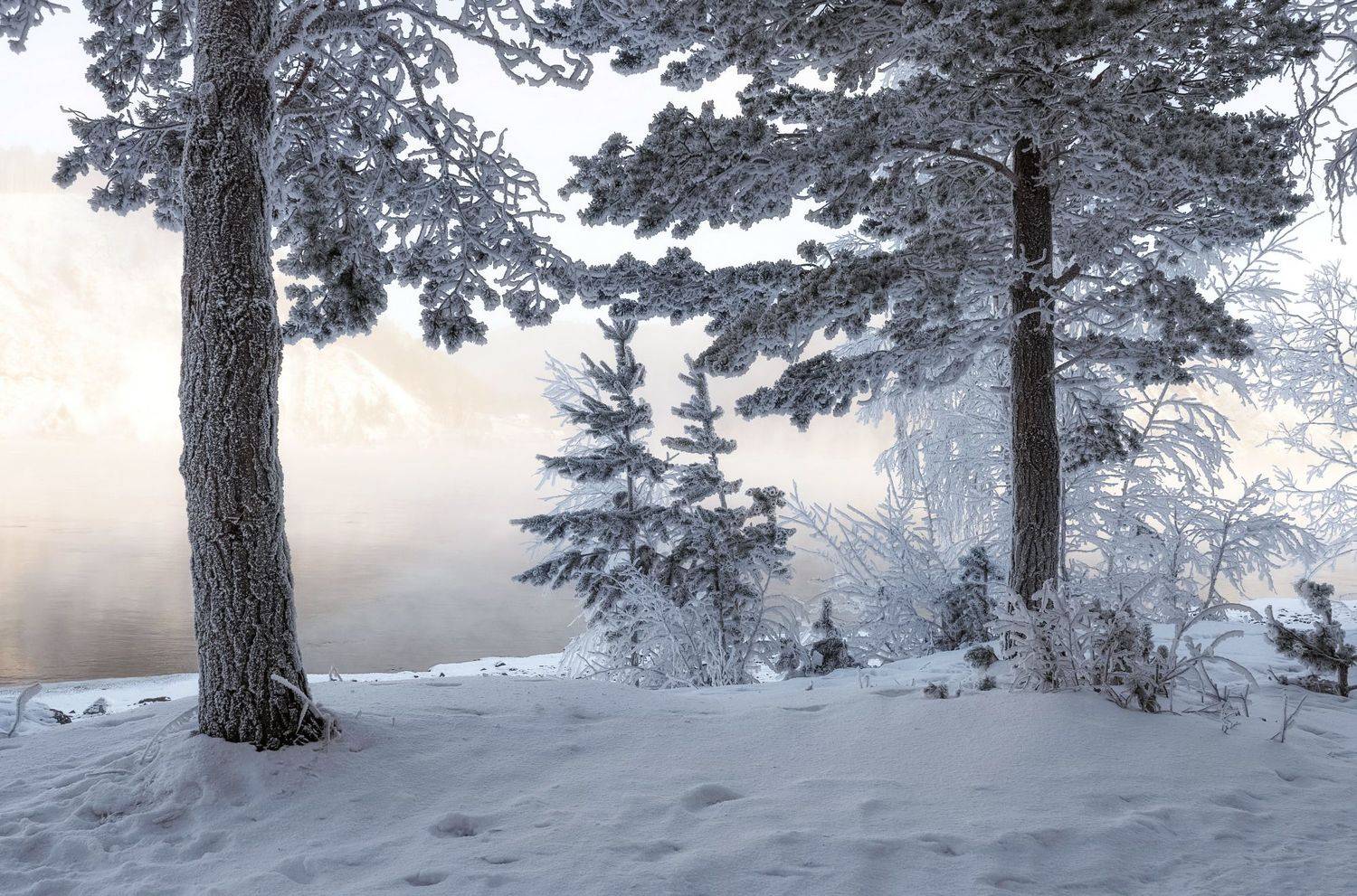 берег, ели, мороз, сибирь, Марина Фомина