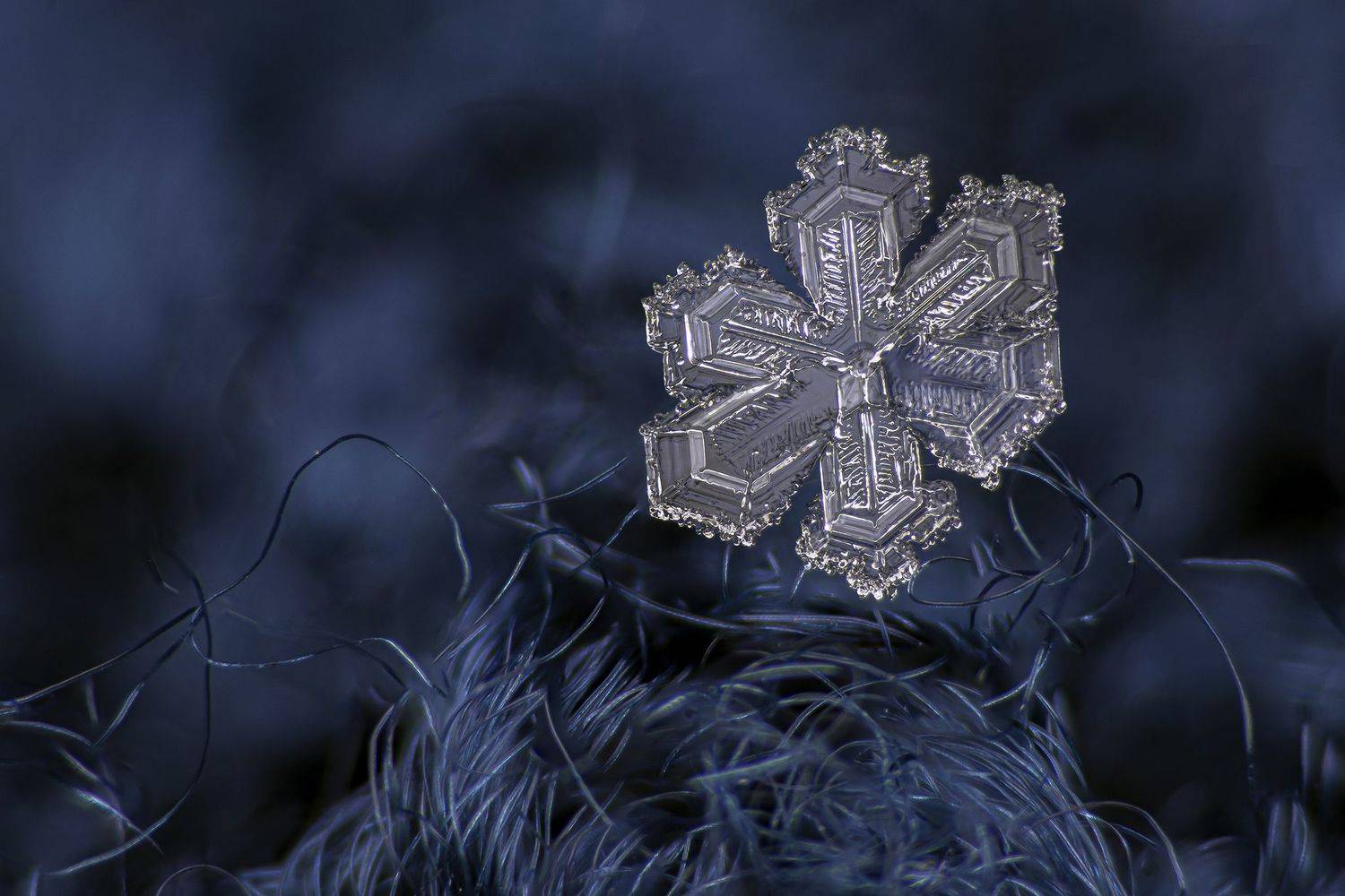 ceclii, macro, Tsvetan Ganev