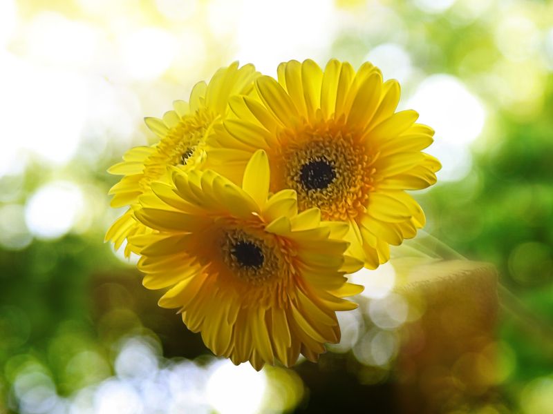 yellow, gerberas,  blur background, flowers yellow gerberas on a blur background фото превью