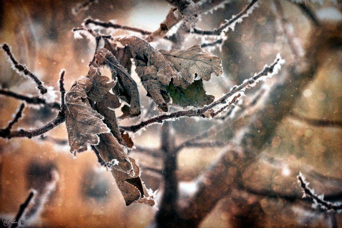 , Орлов Олег