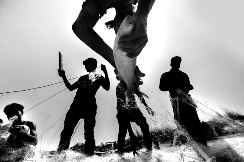 Net and fish фото превью