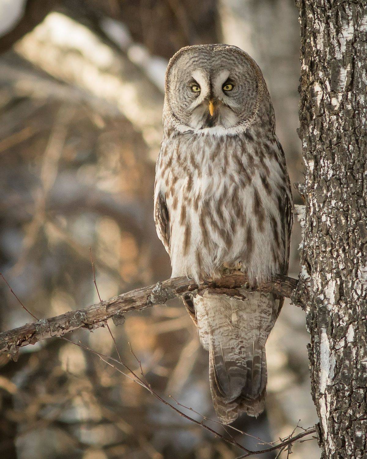 бородатая неясыть, Суслов Дмитрий