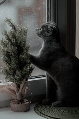 Кошка смотрит в окно