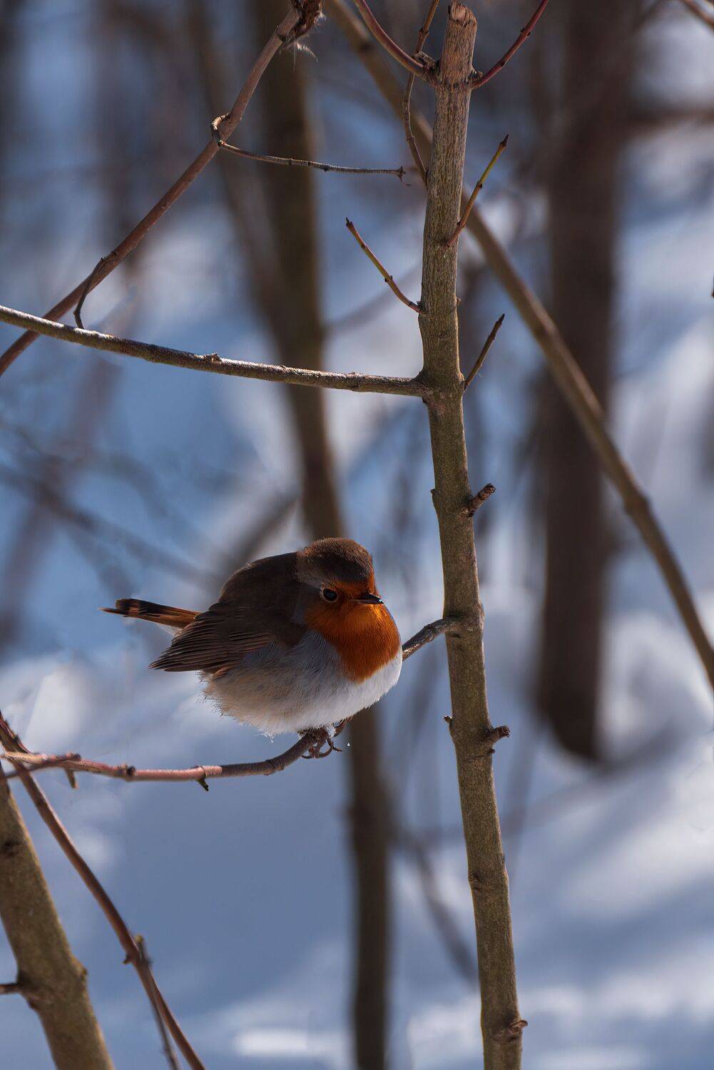 зима, малиновки, Алексей Рыльский