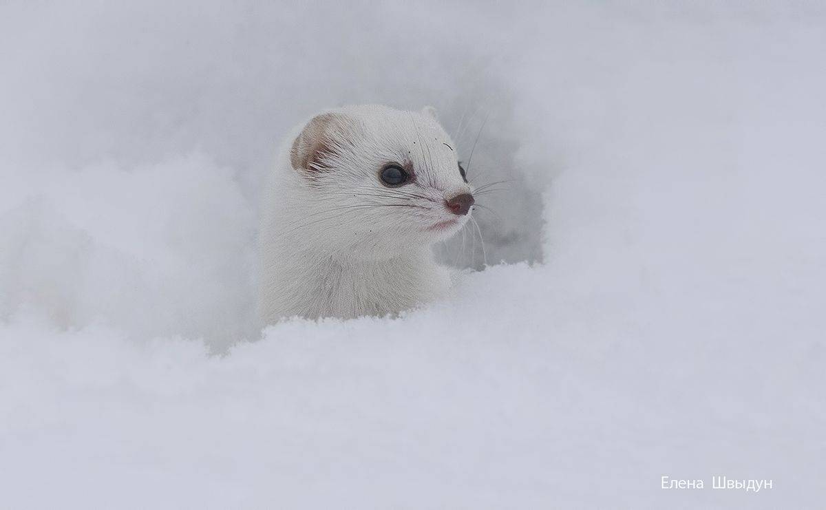 животные, ласка, природа, куркино, москва, animals, weasel, least weasel, Елена Швыдун
