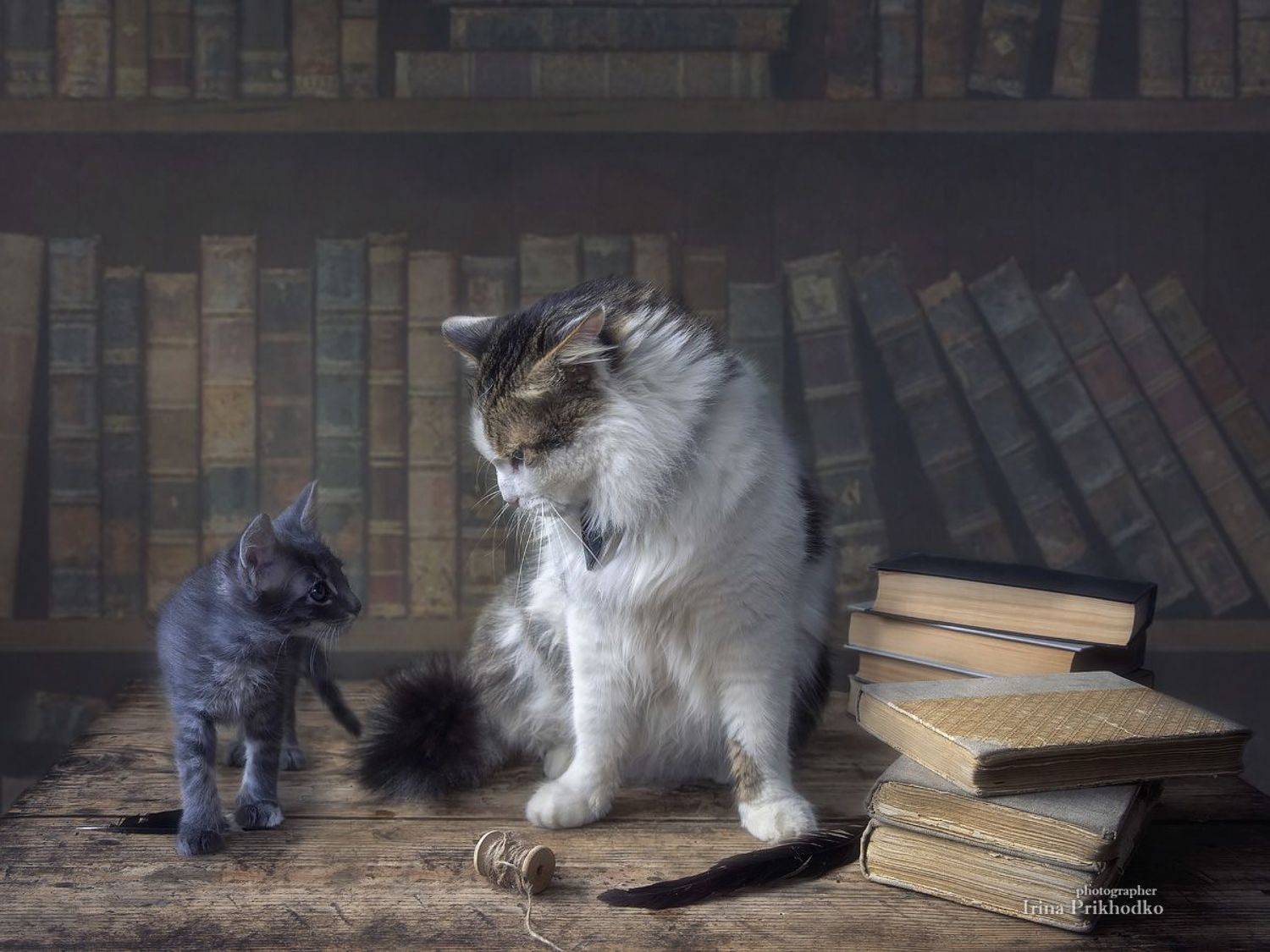 домашние животные, кошки, котенок, кот Лёва, постановочное фото, Приходько Ирина