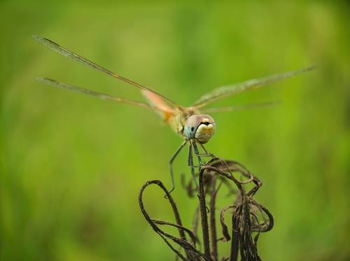 Dragonfly