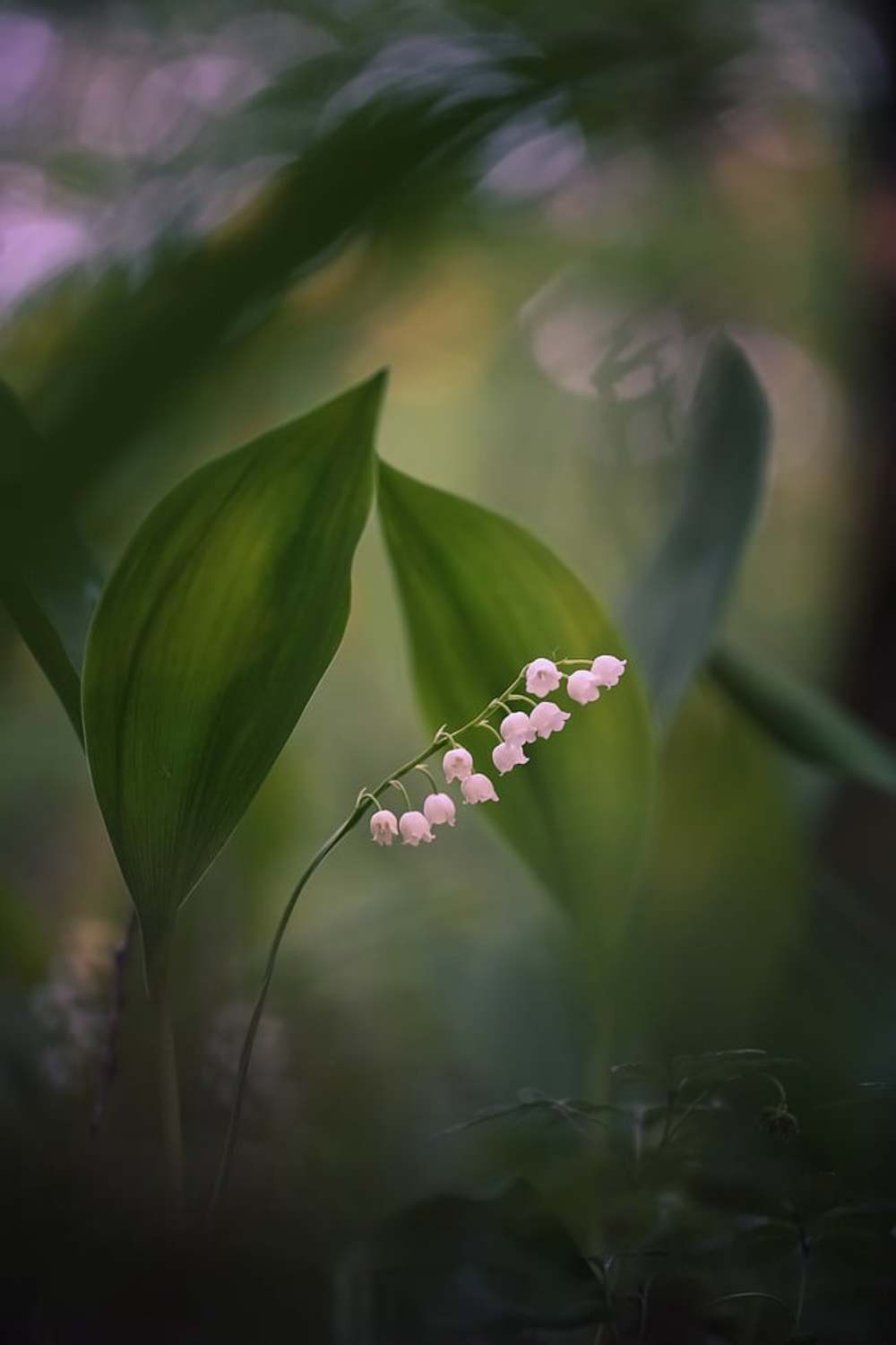 , Вячеслав Мищенко