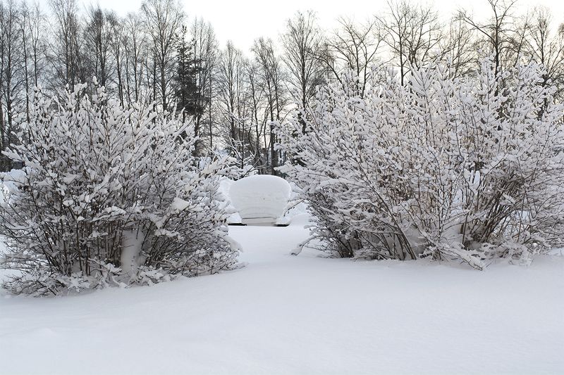 Белый снег пушистый. фото превью