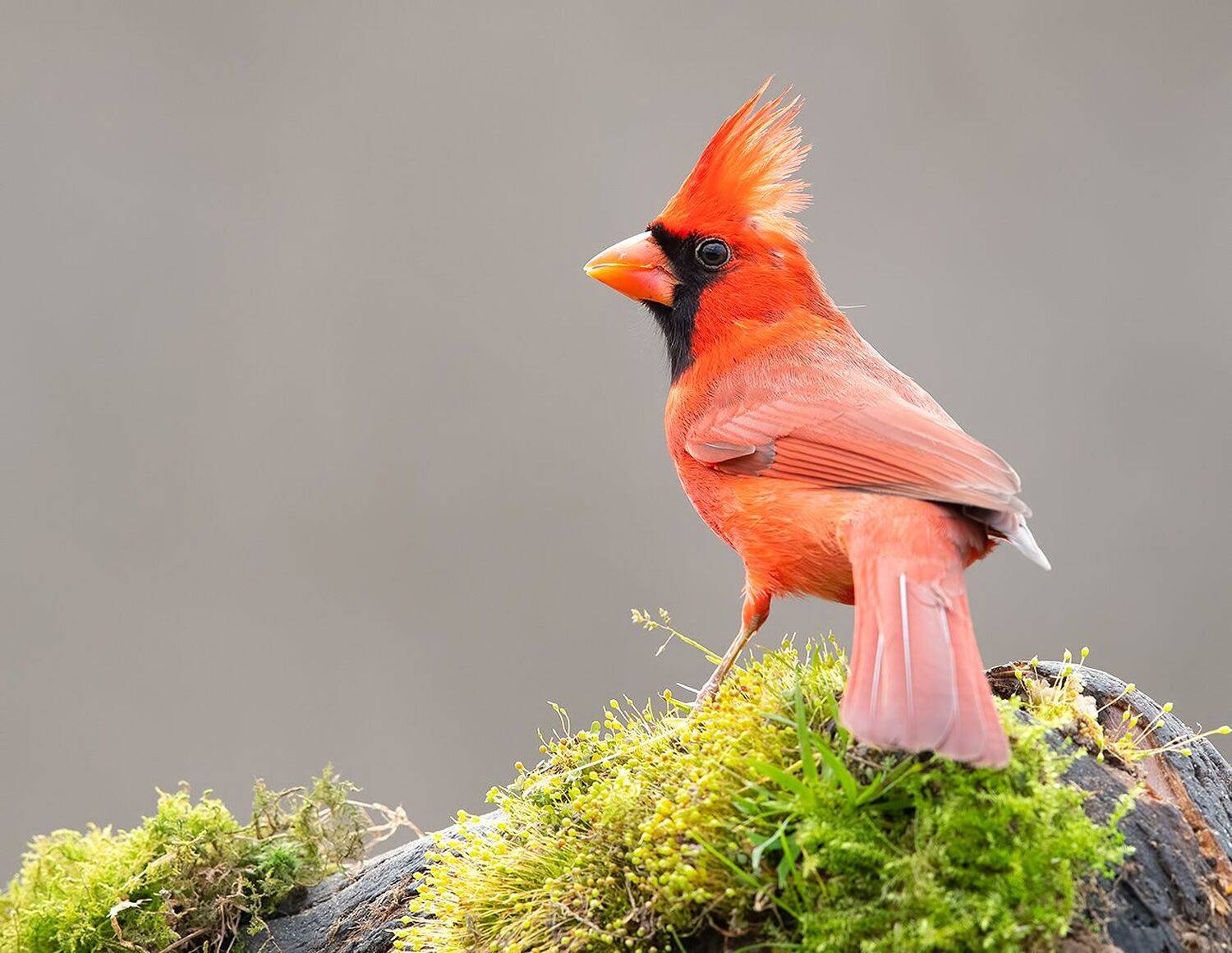 красный кардинал, northern cardinal, cardinal,кардинал, Elizabeth Etkind