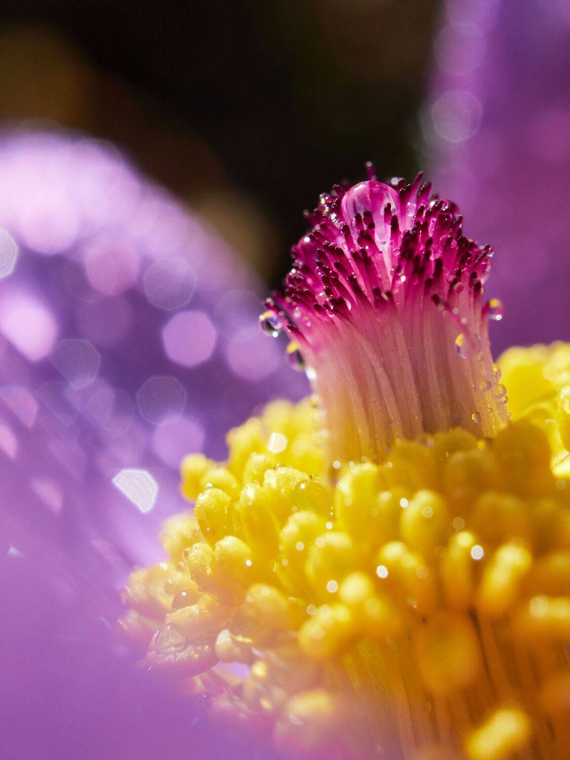 сон трава, весна, цветы, Сергей Калёв