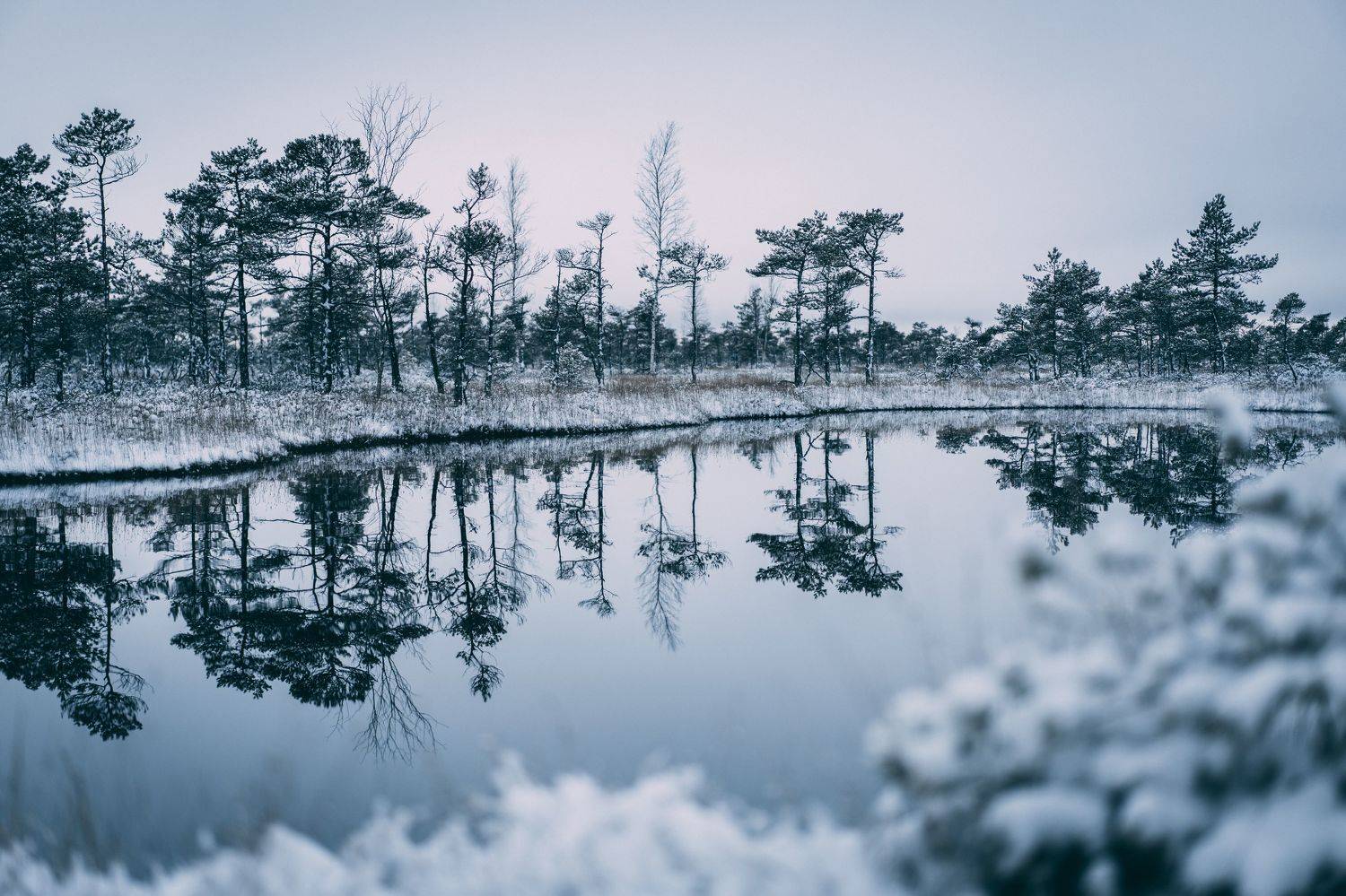 winter, sky, outdoor, new, frost, cover, environment, natural, snowy, beautiful, frozen, ice, forest, season, snow, nature, , Raimond Klavins