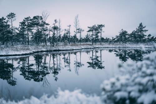 Cold winter landscape frozen snow swamp Kemeri