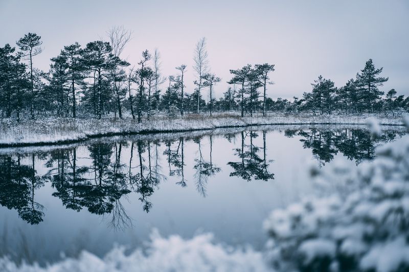 winter, sky, outdoor, new, frost, cover, environment, natural, snowy, beautiful, frozen, ice, forest, season, snow, nature,  Cold winter landscape frozen snow swamp Kemeri фото превью