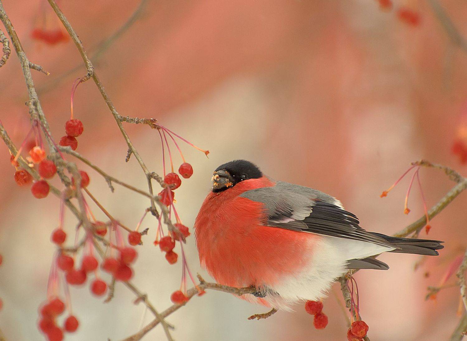 , Дмитрий Жучков