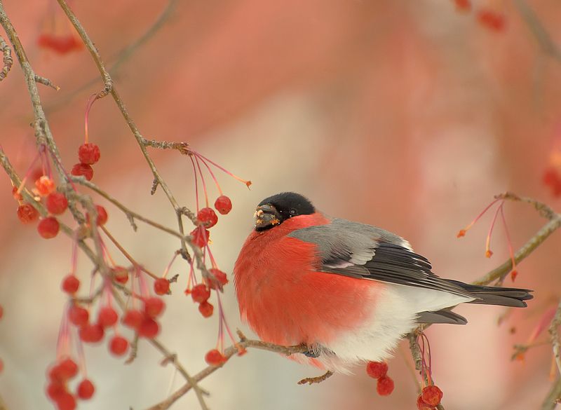 Пиршество красного фото превью