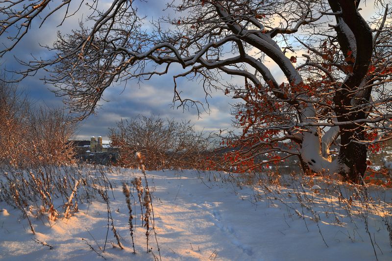 winter, morning, tyniec, snow, light, tree, oak, monastery, Winter morning фото превью