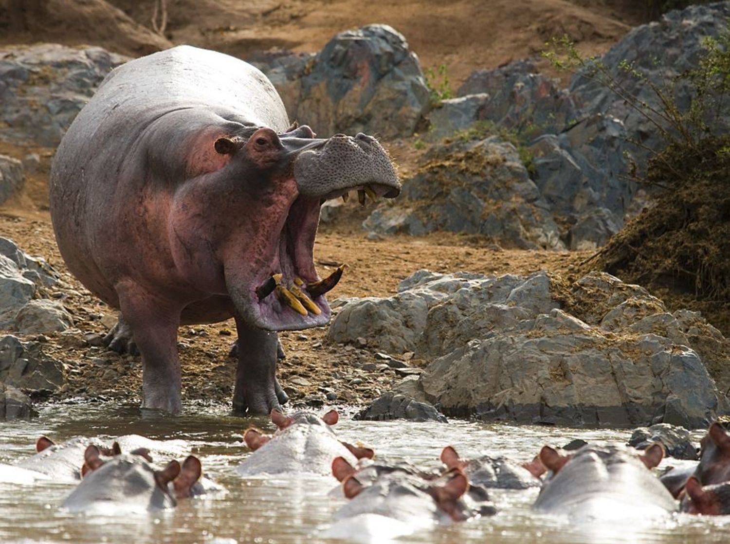 , Гудков Андрей