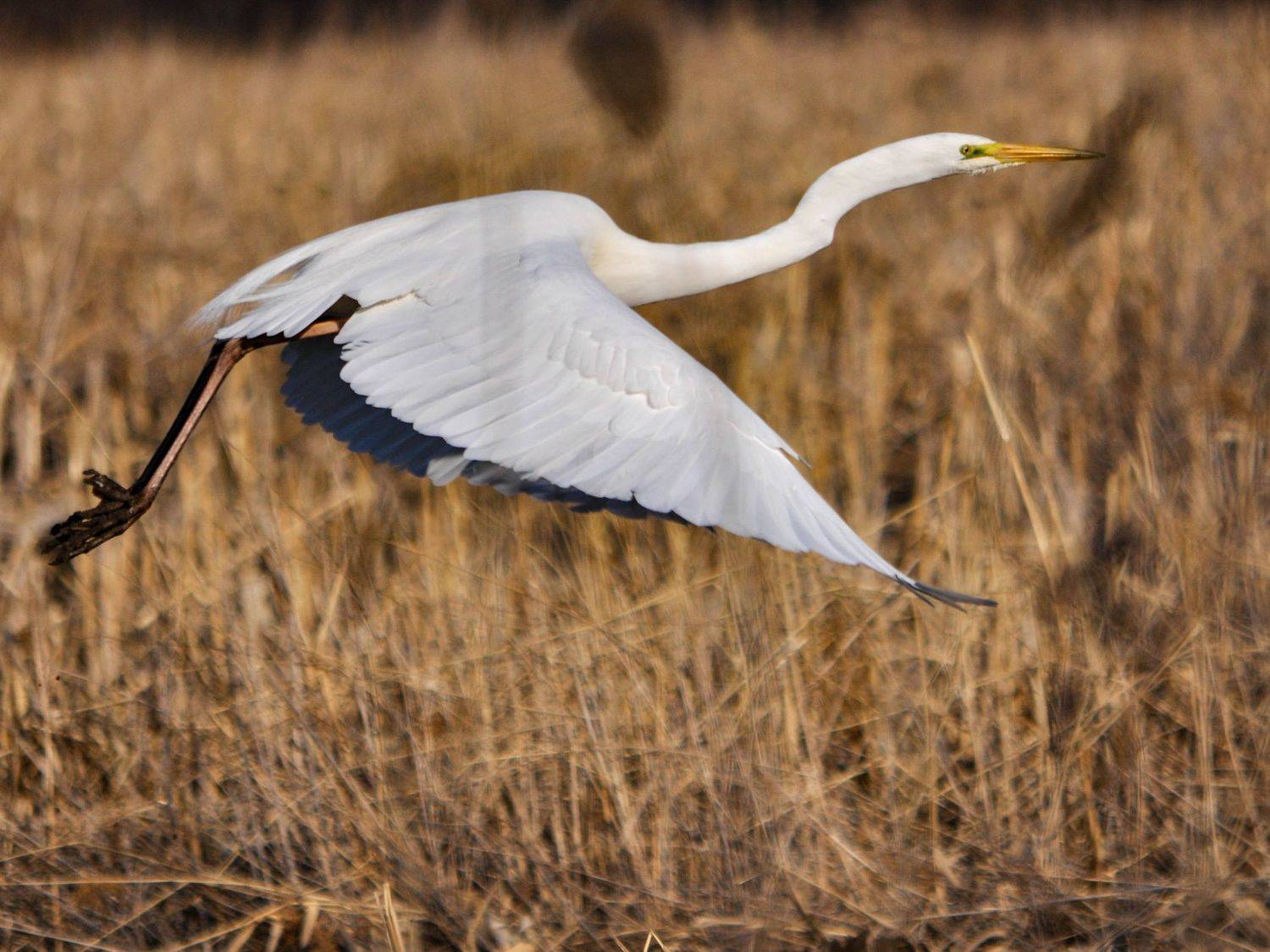 , Владимир Чебанов