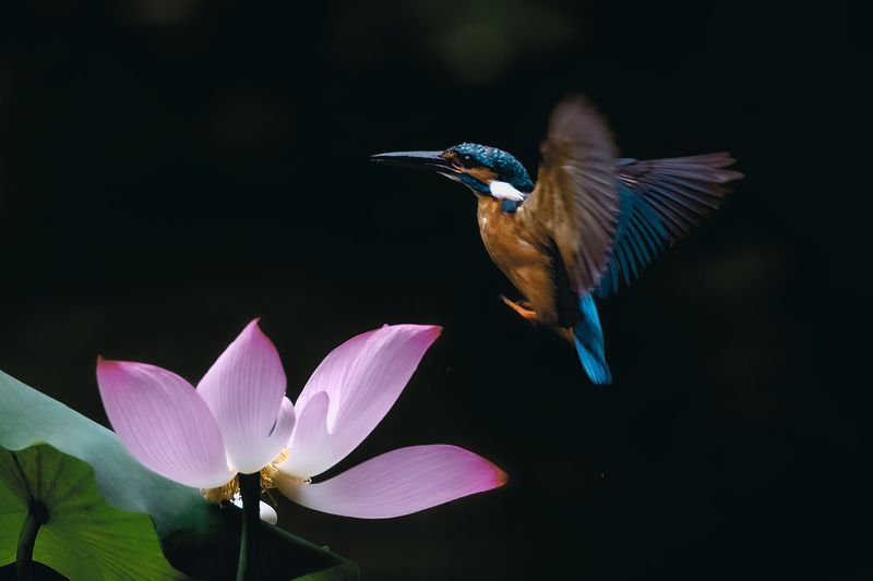 普通翠鸟 翠鸟荷花 фото превью