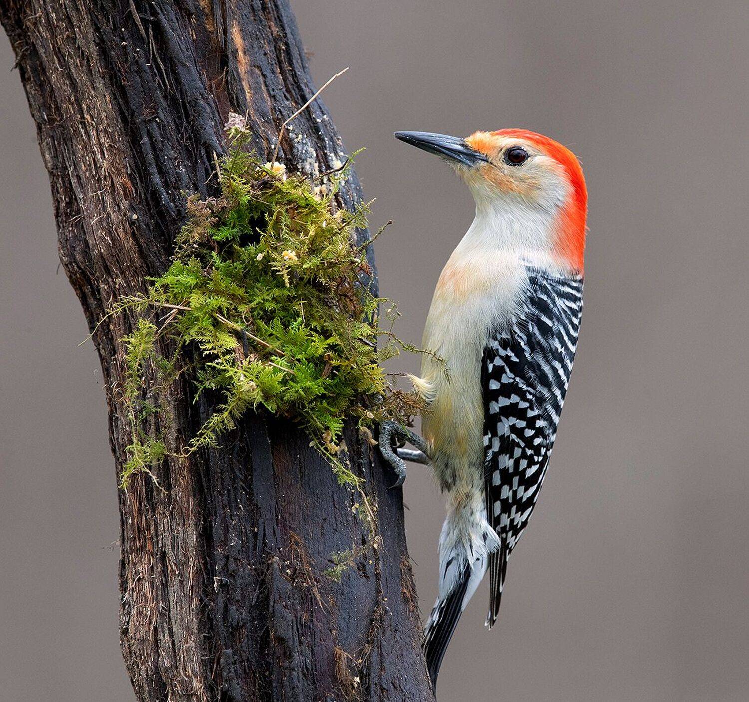 дятел, каролинский меланерпес, red-bellied woodpecker, woodpecker, Elizabeth Etkind