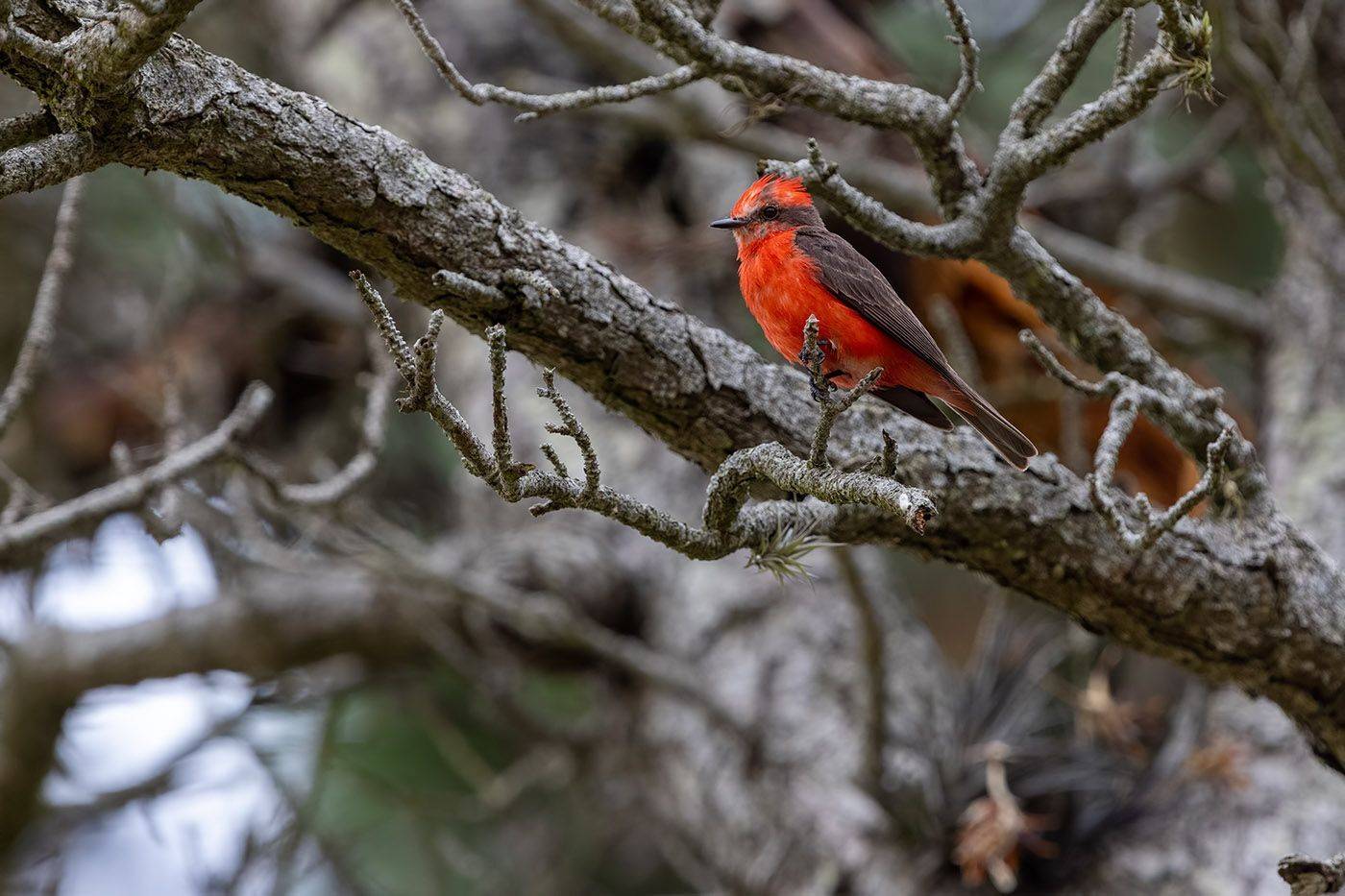 птицы, уругвай, Елена Давыдова