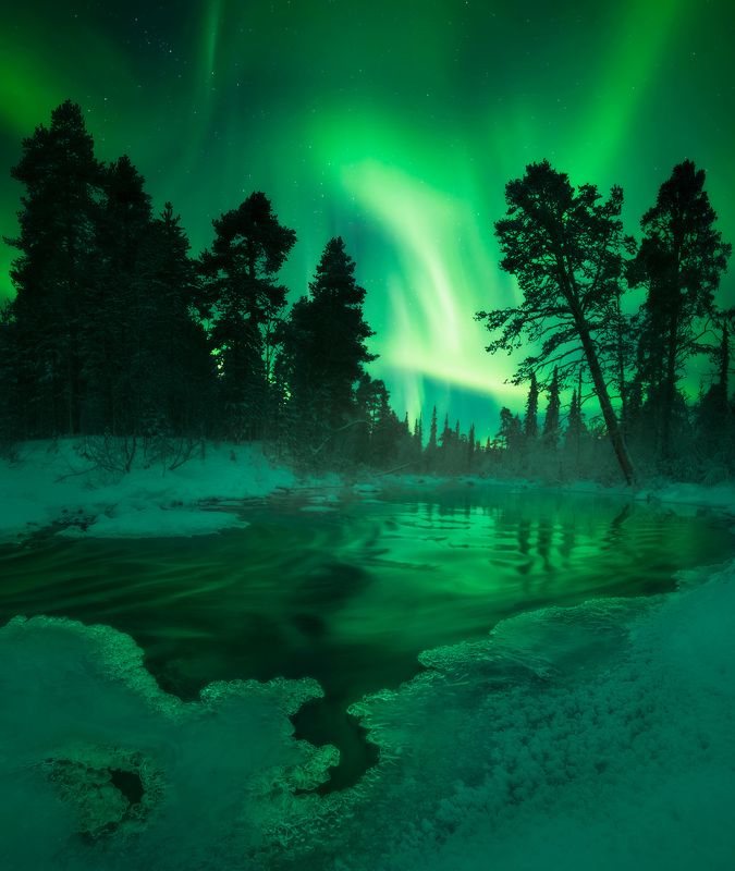 кольский полуостров, кольский, зима, winter, snow, kola peninsula, forest, aurora borealis Catching the light фото превью